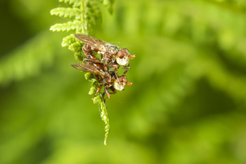 A macro photo of a fruit fly sitting on ferns. Drosophila species.