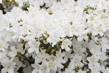 White azalea flowers on bushes.
