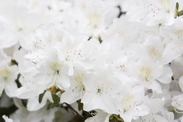 Gardinen White azalea flowers on bushes. © lapis2380