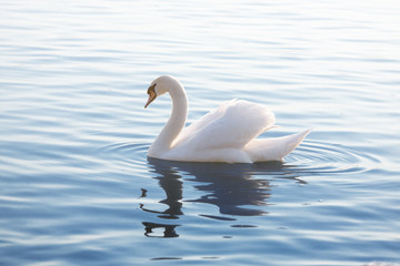 Tedere witte zwaan zwemt in het kalme water