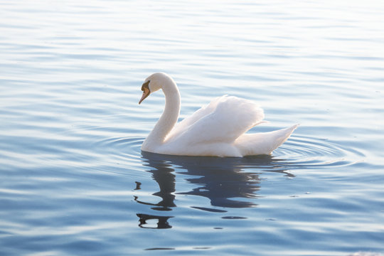 Tender White Swan is Swimming on the Calm Water
