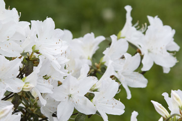 White azalea flowers on bushes.