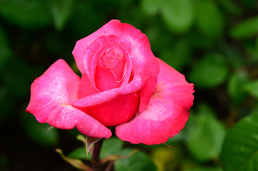 Rose, Edelrose, Tee-Hybride