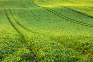 Green field in morning light.Fresh cereal background.
