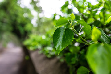 Fototapeta na wymiar Green leaf on background of blurred background