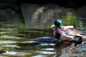Mallard 2