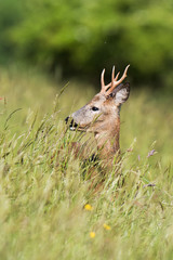 European Roe Deer, Roe Deer, Capreolus capreolus