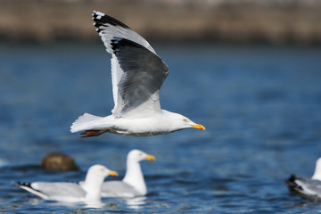 Herring Gull, Sea  Gull, Larus argentatus