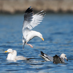 Herring Gull, Sea  Gull, Larus argentatus