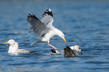Herring Gull, Sea  Gull, Larus argentatus