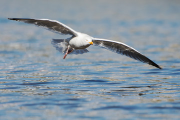 Herring Gull, Sea  Gull, Larus argentatus
