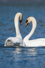 Fototapeta premium Mute Swan, Swans, Cygnus olor