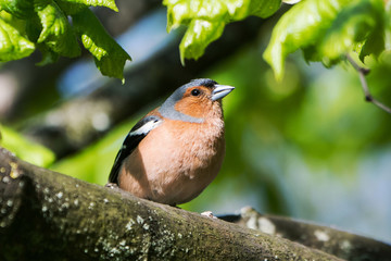 Chaffinch, Common Chaffinch, Fringilla coelebs