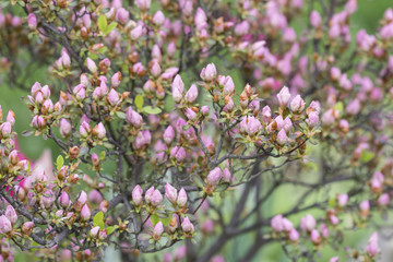 Pink azalea buzzard on the bushes.