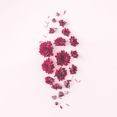 Flowers composition. Chrysanthemum flowers on pastel pink background. Flat lay, top view, square