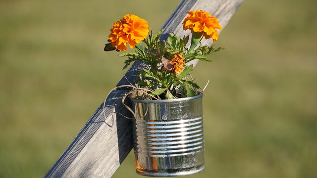 Blume.