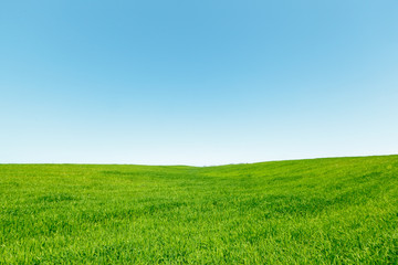 beautiful Green field