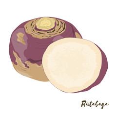 Rutabaga. Vegetables for your design. Vector illustration.