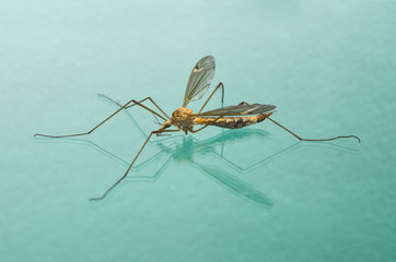 mosquito macro isolated on glass