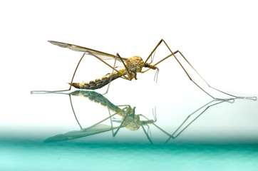 mosquito macro isolated on glass