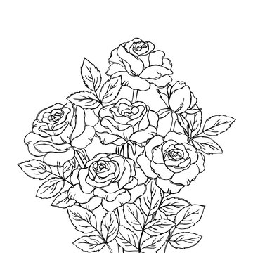 vector contour rose flowers bud leaf branch coloring book  pattern elements bouquet