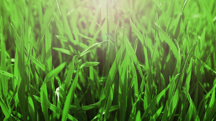 spring grass. natural background