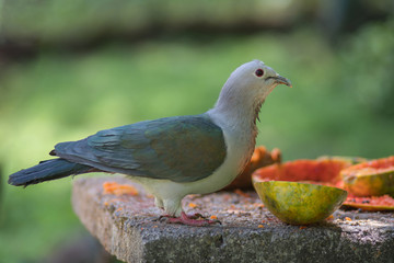 The dove emerald at the trough on blurry green background. Borneo, Malaysia.