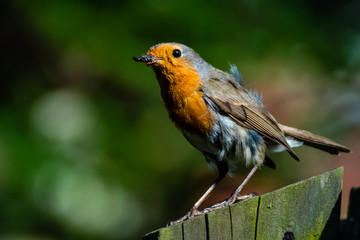 Robin in the Back Garden