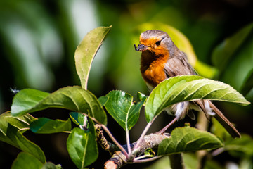 Robin in the Back Garden