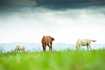 Horses grazing in droves on a grassland.