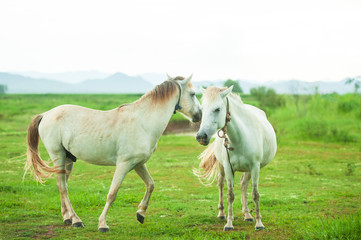 Naklejka na ściany i meble Couple white horses grooming on a grassland.