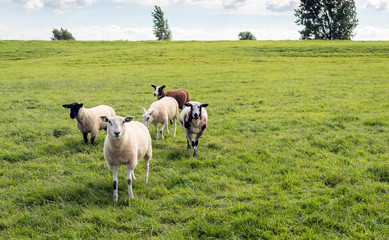 Obraz premium Small group of sheep in a Dutch meadow