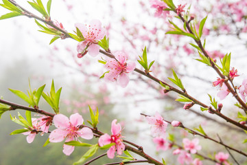 Blooming Peach cherry flowers.