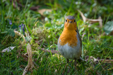Rotkehlchen in der Wiese