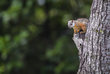Variegated Squirrel - Sciurus variegatoides, beautiful squirrel from New World gardens and forests, Costa Rica.