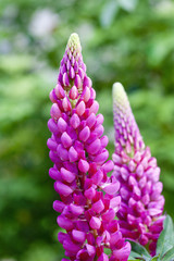 Large-leaved Garden Lupine Decorative Plant