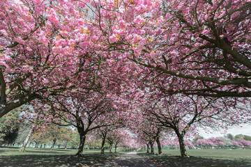 Fototapeta premium Cherry Bloosom Trees