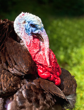 Closeup of a Colorful Male Turkey Bird Outdoors.