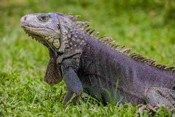 Close up of a Iguana, Harmless reptile, selective focus of a Lizard