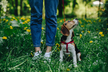 Close up shot of young woman walking with beagle dog in the summer park. Woman legs and obedient...