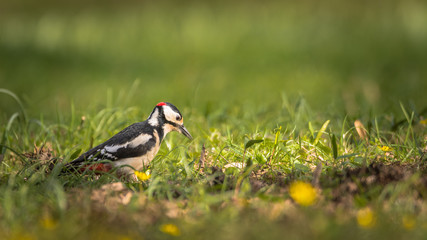 Specht im Frühling