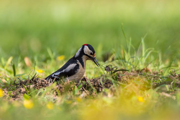 Specht im Gras