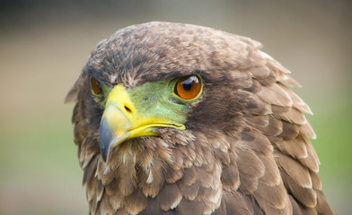 Close up macro of a brown eagle with a green and yellow beak