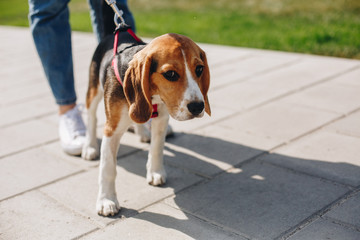 Little beagle puppy with woman legs on the pathway. Young woman walking with beautiful little...
