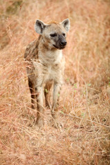 African Spotted Hyena on a South African Safari