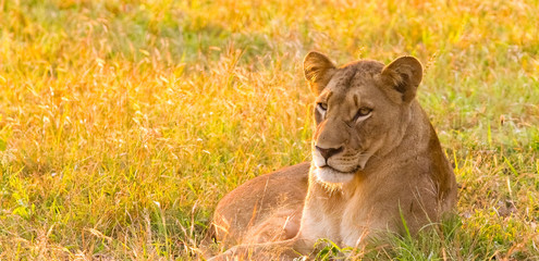 Close up of a female African Lion in a South African wildlife game reserve at sunrise