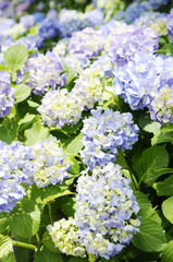 紫陽花