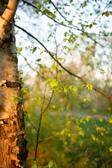 Frühling - Sonnenaufgang, Birkenbaum mit hellgrüne angestrahlten Blättern