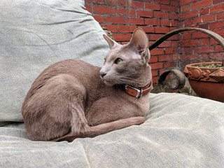 Adventures of a kitty in the garden: Lilac Oriental Shorthair cat