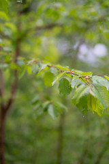 Frühling - Sonnenaufgang, hellgrüne Buchenblätter